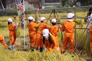 学校田で稲刈り