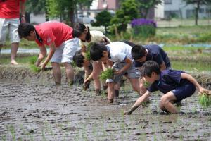 学校田の中ほどで植えつけを行う児童たち