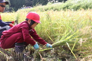 稲を刈る児童