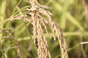 首を垂れる稲