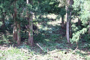 伐採のために印がつけられた木々.JPG
