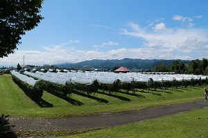 整然と並ぶブドウ畑の景観.jpg