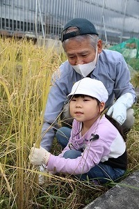 刈り取りをする園児