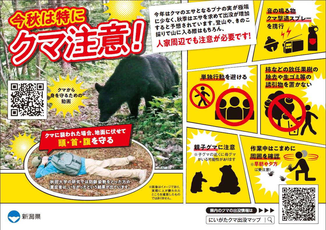 クマ.png