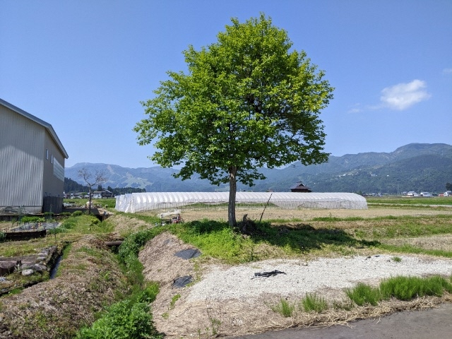 伐採する木の全体が把握できる写真