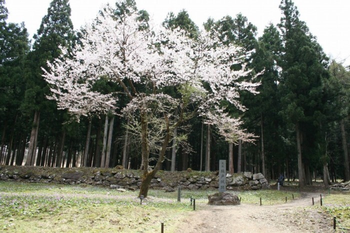 春の坂戸城跡