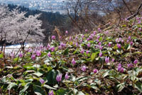 （写真）市の花 カタクリ
