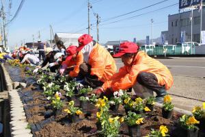 パンジーを植える四十日新道ひまわりの会会員