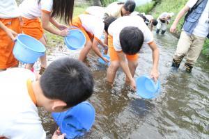 稚魚を放流する生徒たち