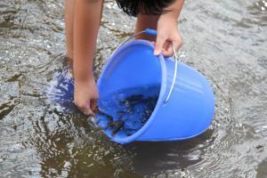 バケツから伊田川へ泳ぎだす稚魚