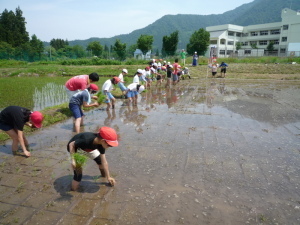 田植えを行う児童たち