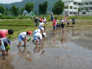 田植えをする児童たち