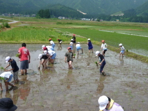 田植えをする児童たち