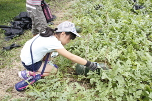 スイカを収穫する児童