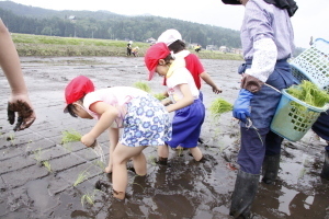 田植えの様子2