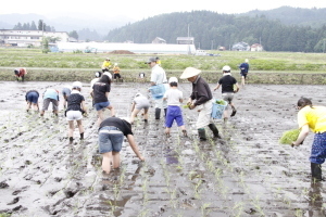 田植えの様子3