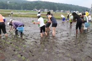 田植えの様子5