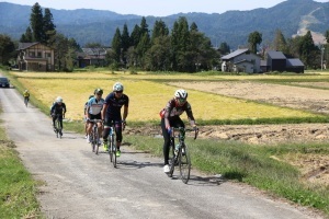 稲穂の残る田の横を走る参加者