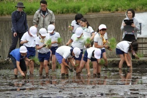 田植えをする児童たち