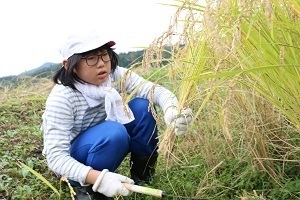 稲刈りをする児童2