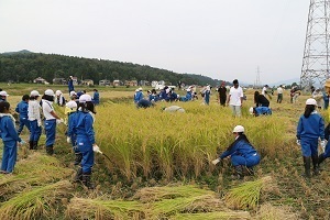 稲刈りをする児童たち