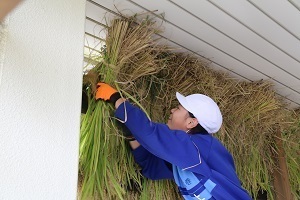 刈り取った稲を天日干しする児童