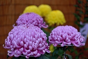 ピンク色が鮮やかな菊の花