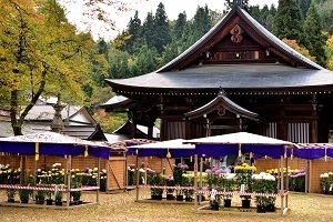 普光寺と菊