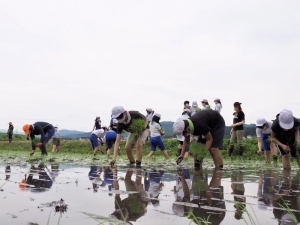 田植えする姿が水面に映る児童たち