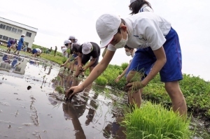 手植えによる田植えをする児童