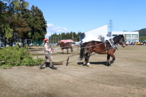 馬搬のデモンストレーション