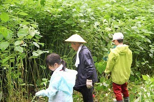 指導してもらいながら苧麻を刈る児童たち