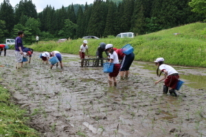 田植えをする児童