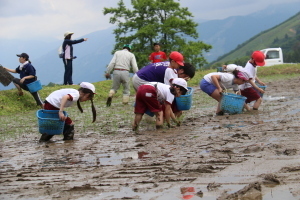 田植えをする低学年の児童