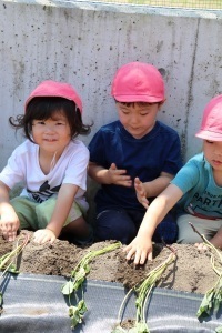 苗を植えて眺める園児