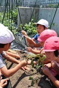 苗植えをする園児たち