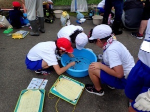 生き物を調査する児童