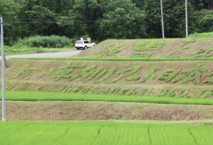 大会名が刈り込まれた畦