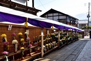 参道の菊の鉢植え