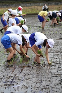 印に沿って苗を植える児童たち