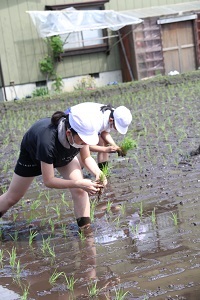 印に沿って苗を植える真剣な様子の児童