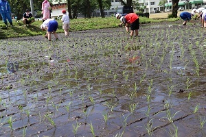 印に沿って苗をきれいに植えられた田んぼの様子