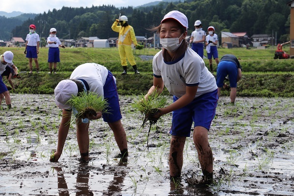 田んぼで苗を植える児童たち