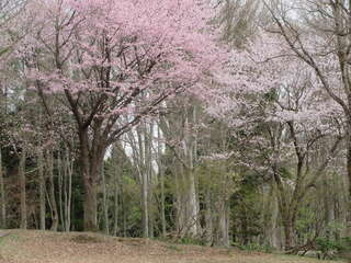 4月春の農園桜.JPG