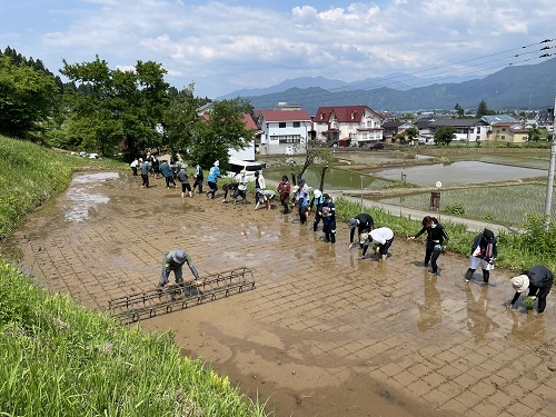 早稲田大田植え.jpg
