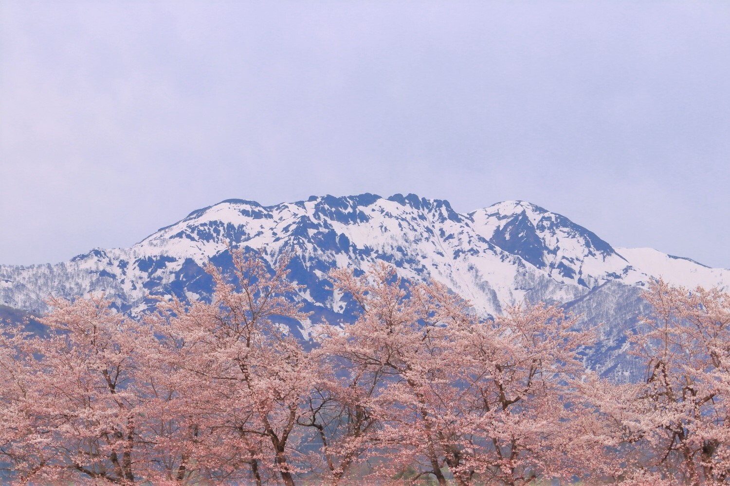 桜の海に浮かぶ八海山