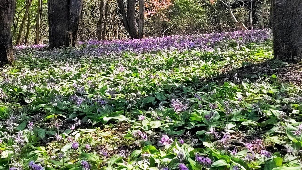 坂戸山のカタクリ