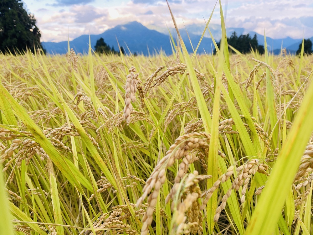 Nao様　予約分 魚沼げ事前 まいぷれ魚沼・南魚沼