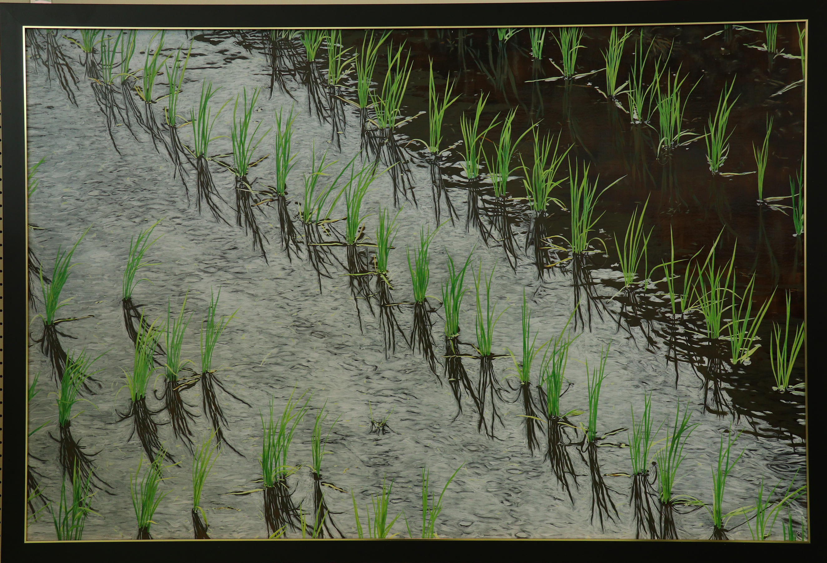 南魚展賞:「初夏微風」樋口明広