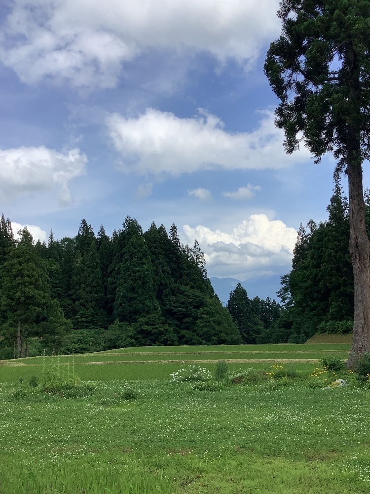 夏の森